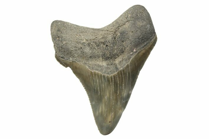 Serrated, Chubutensis Tooth - Megalodon Ancestor #249355